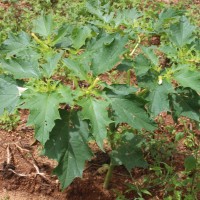 Datura stramonium L.